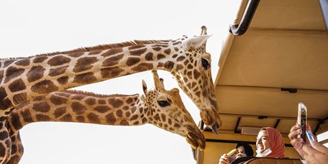 Al Ain Zoo