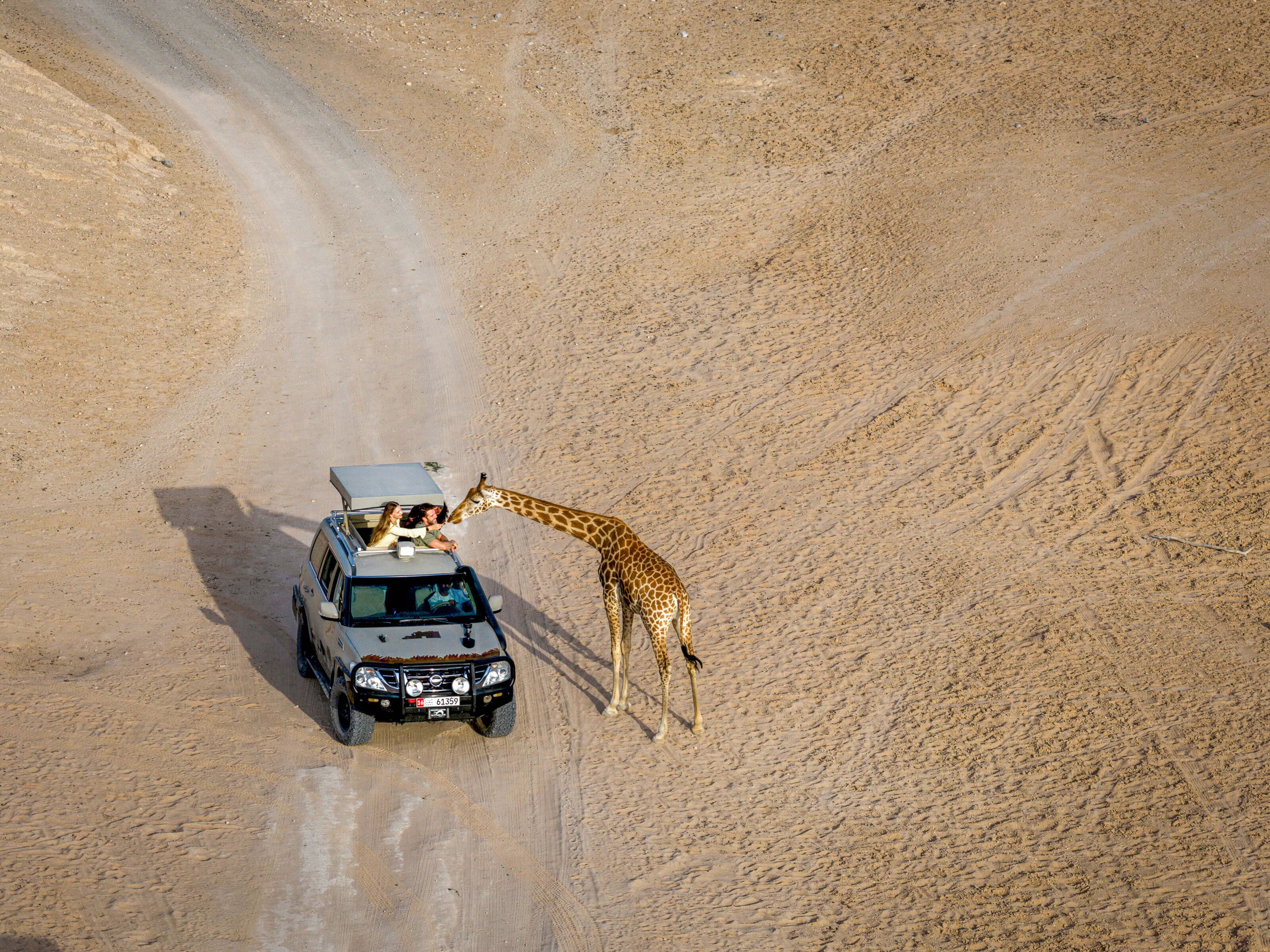 Level up your experience with a safari tour