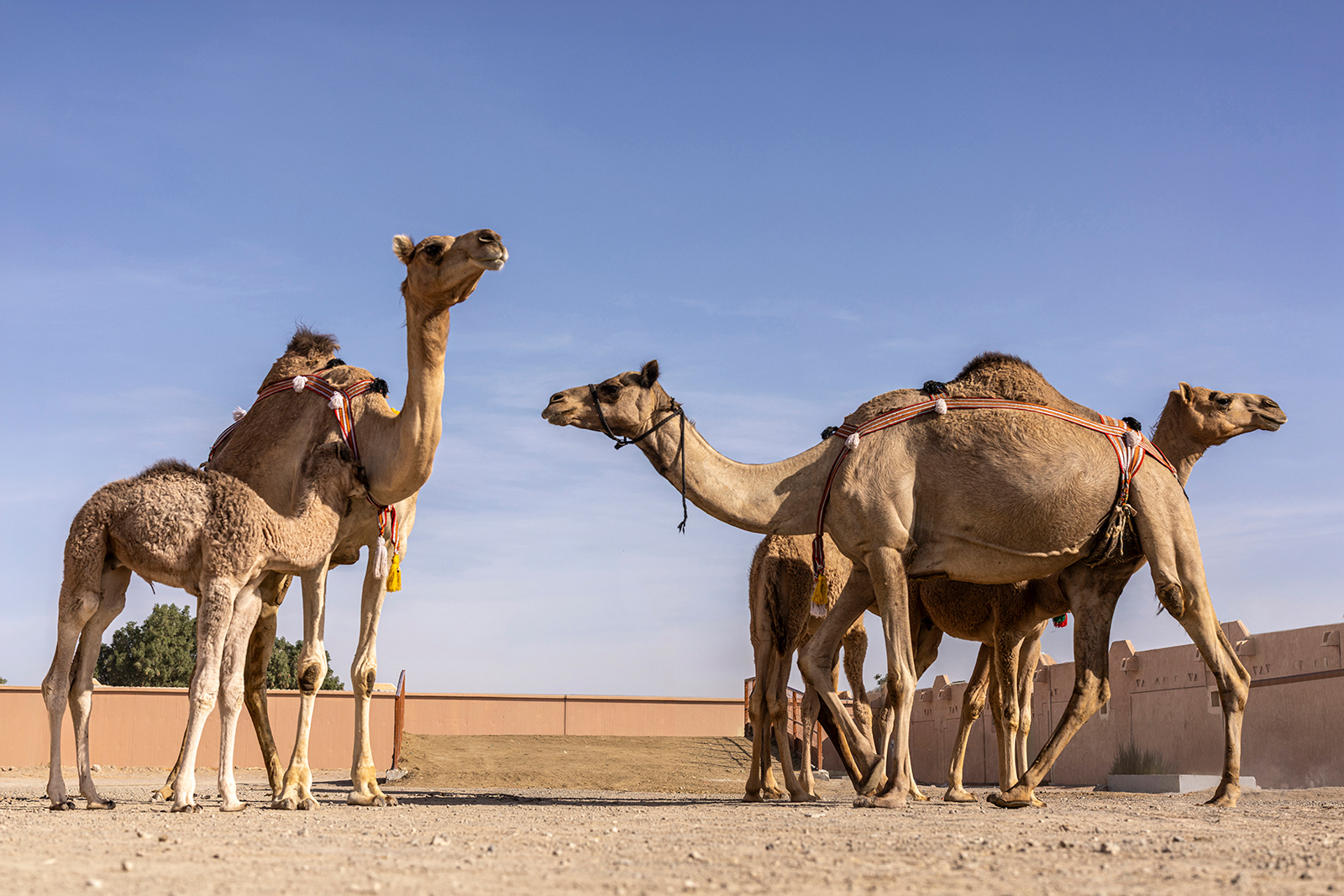Cultural significance of camels 