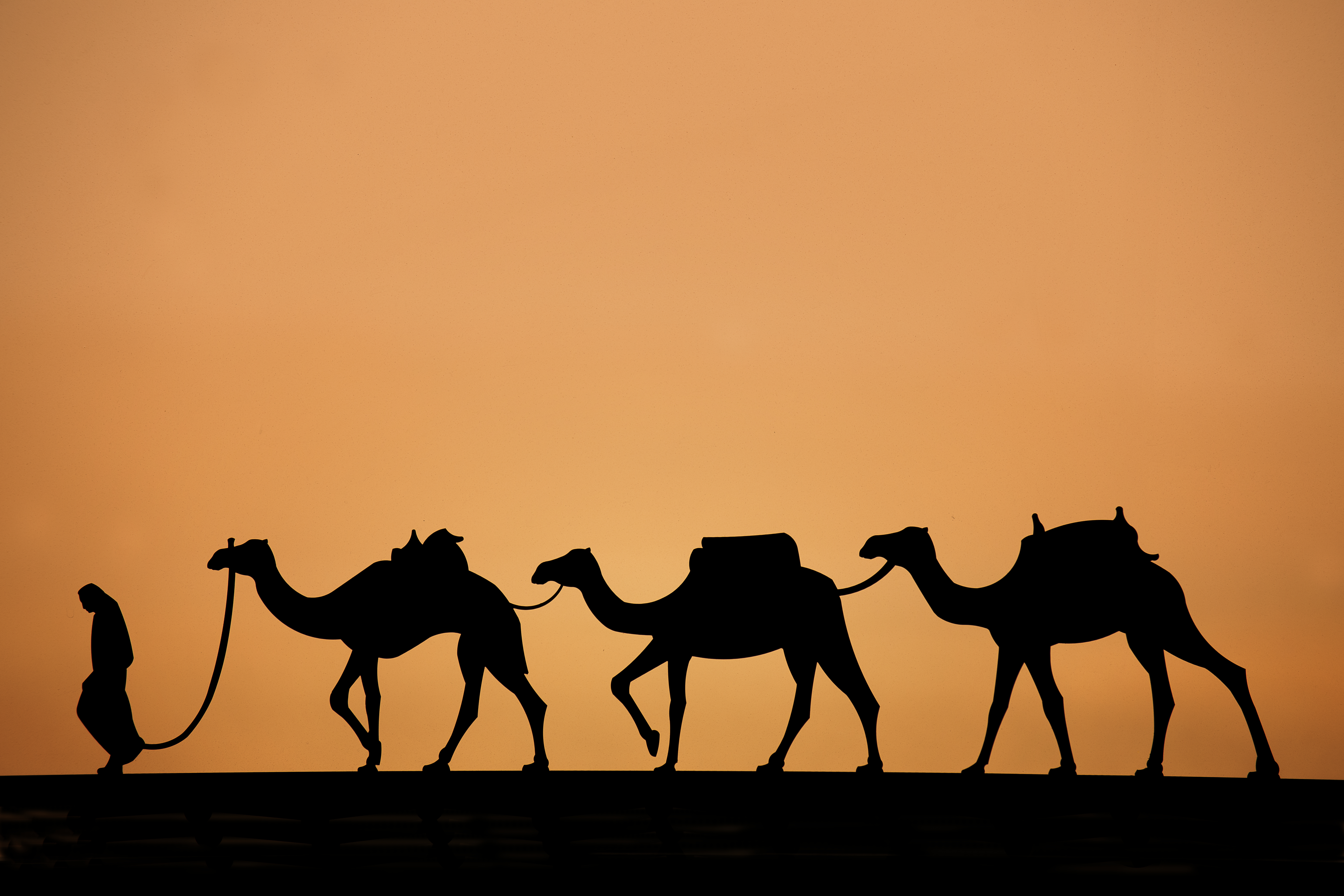 Cultural significance of camels 