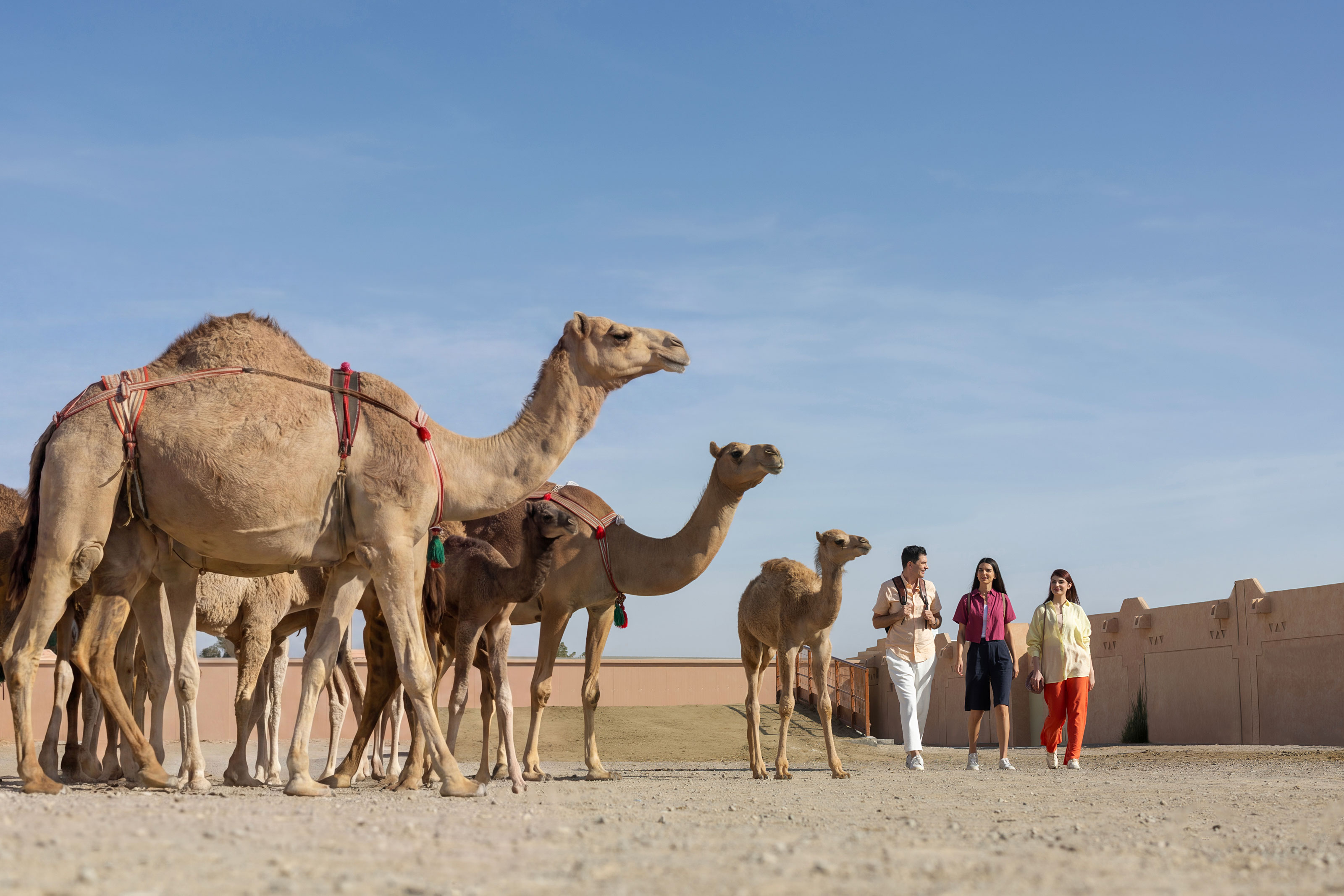 al ain camel market