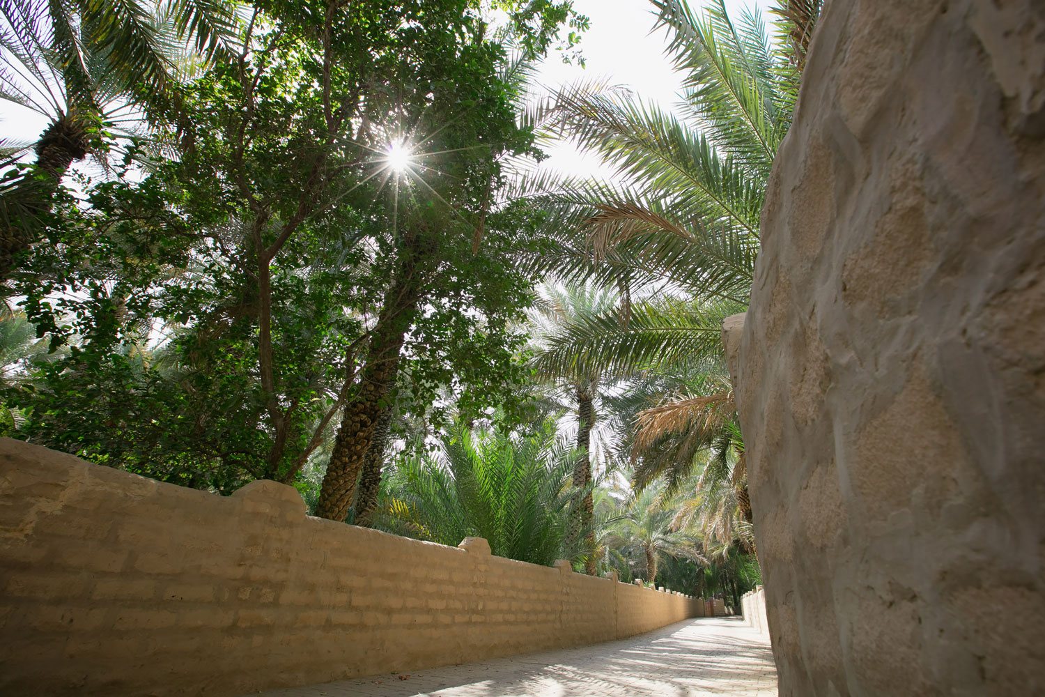 تجول في واحة العين