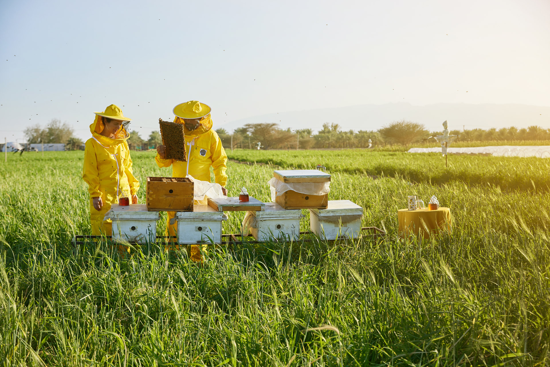 Check out these Al Ain farm experiences.