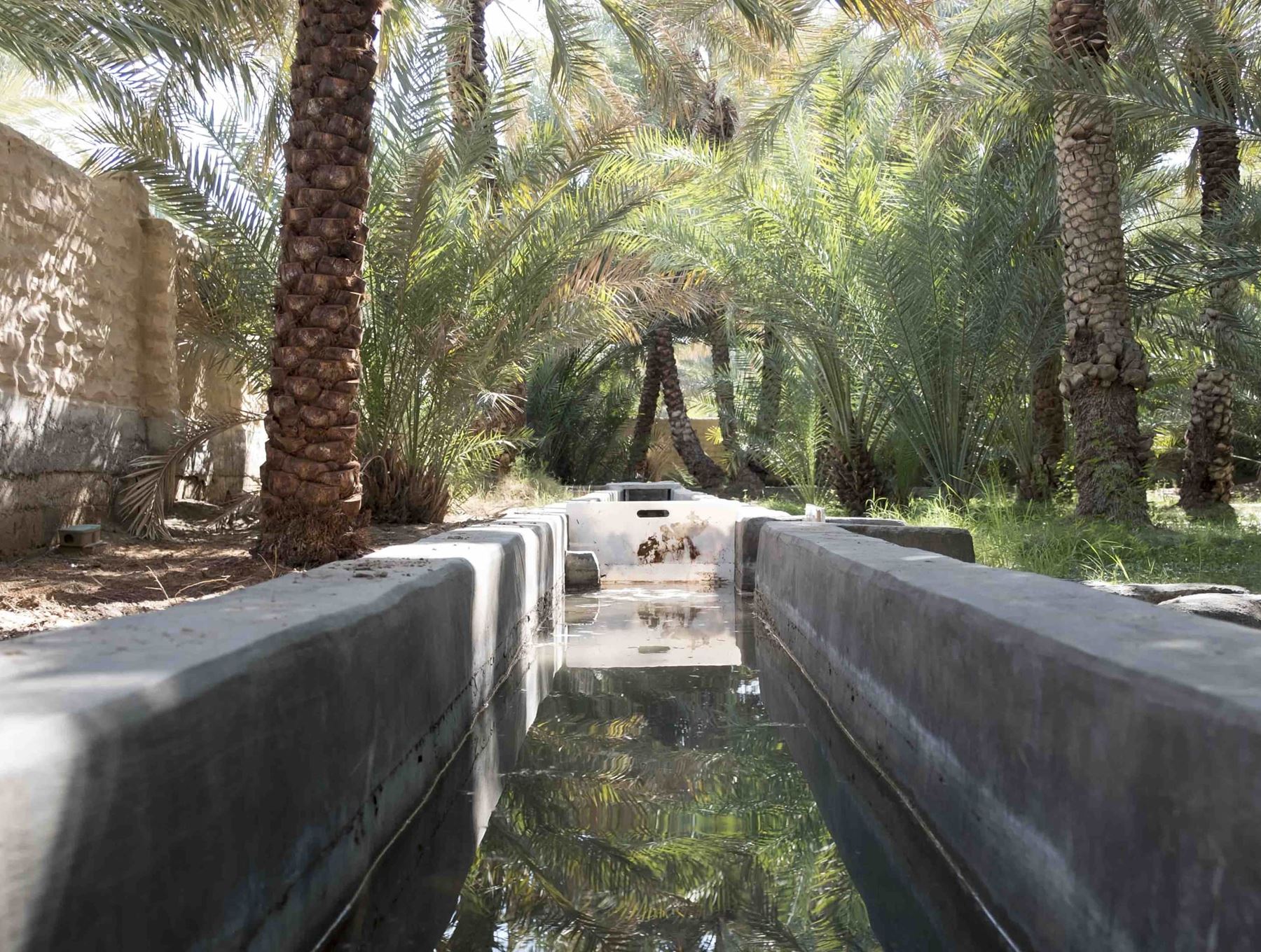 Al Hili Oasis