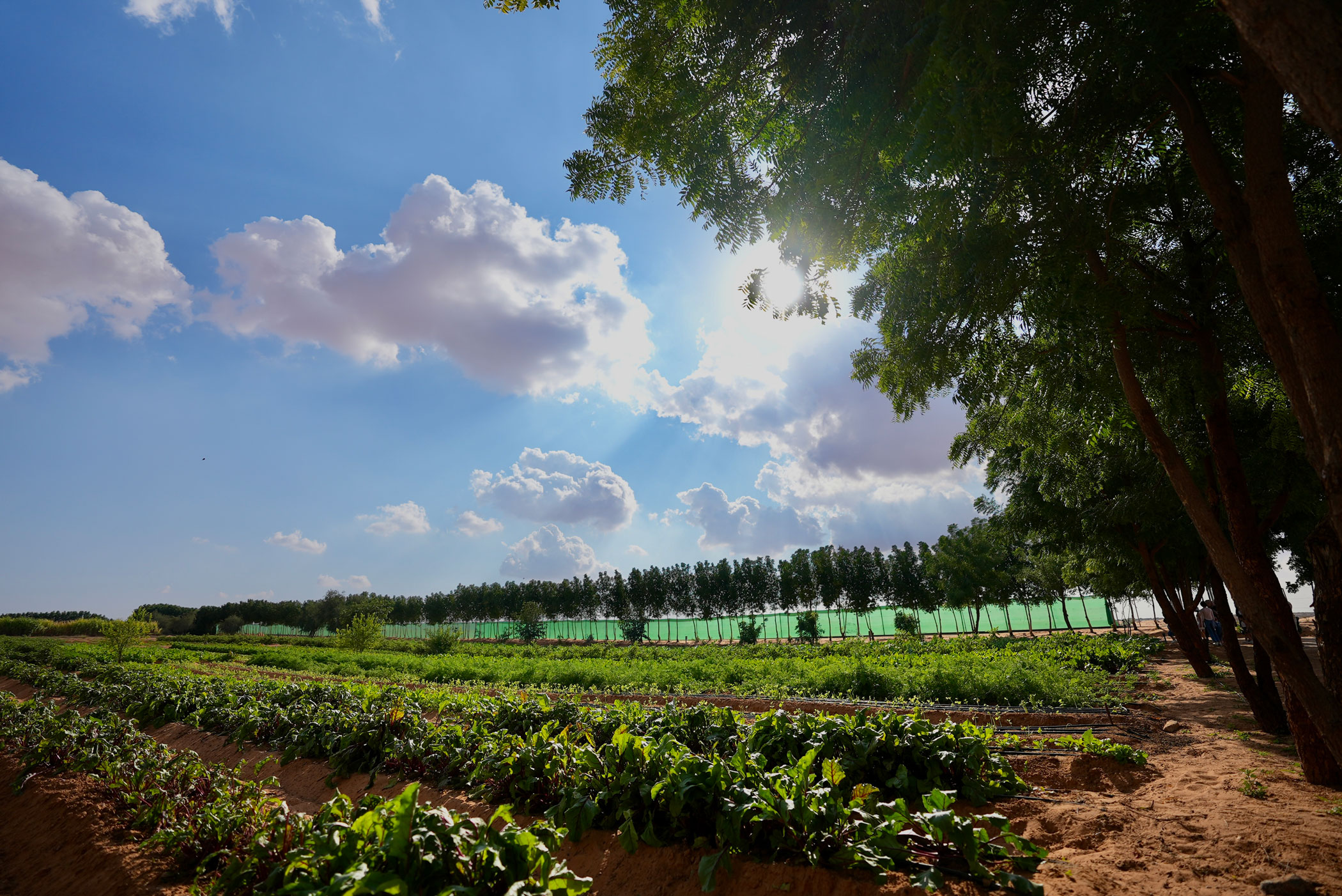 Farm-to-table dining