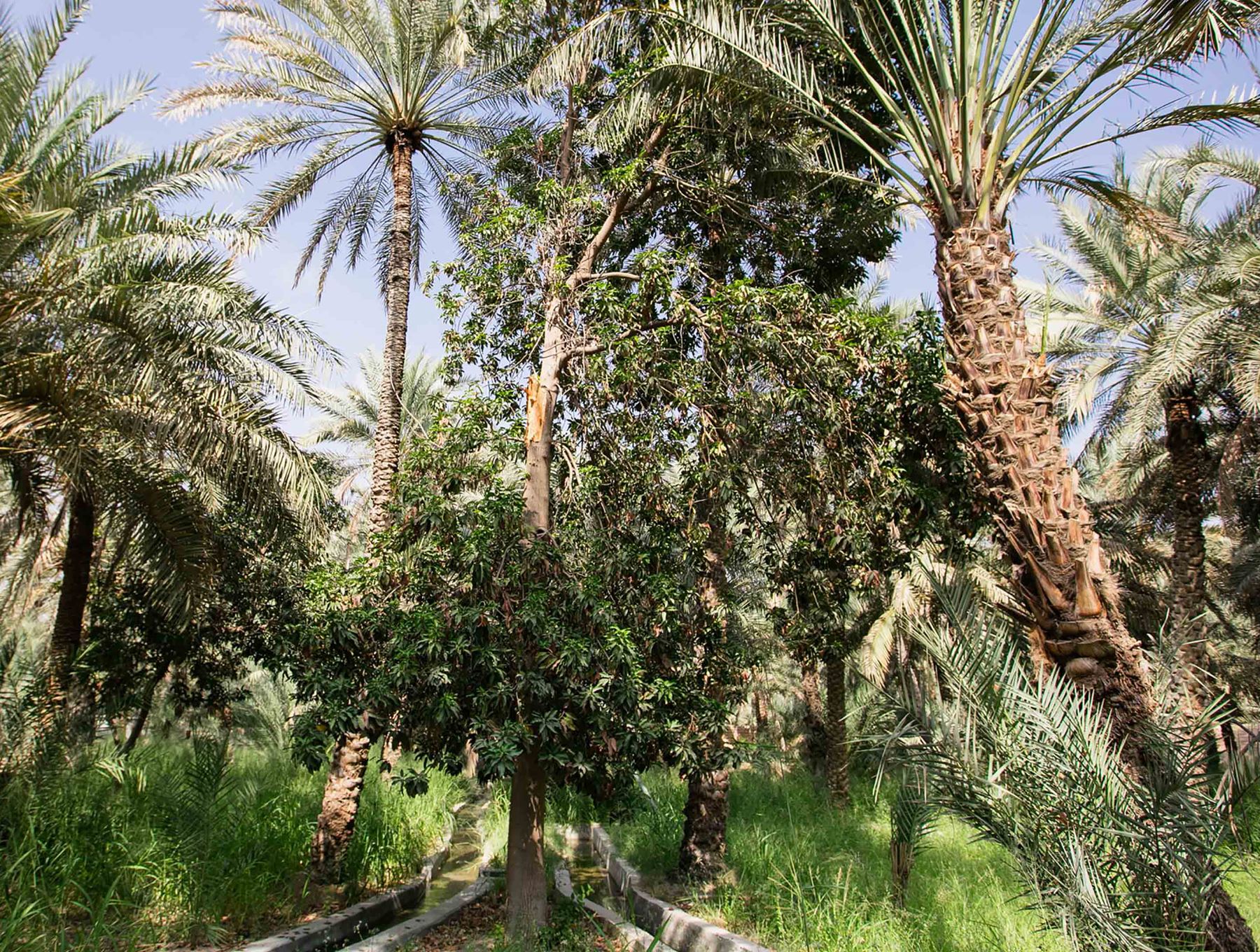 Oasis Garden