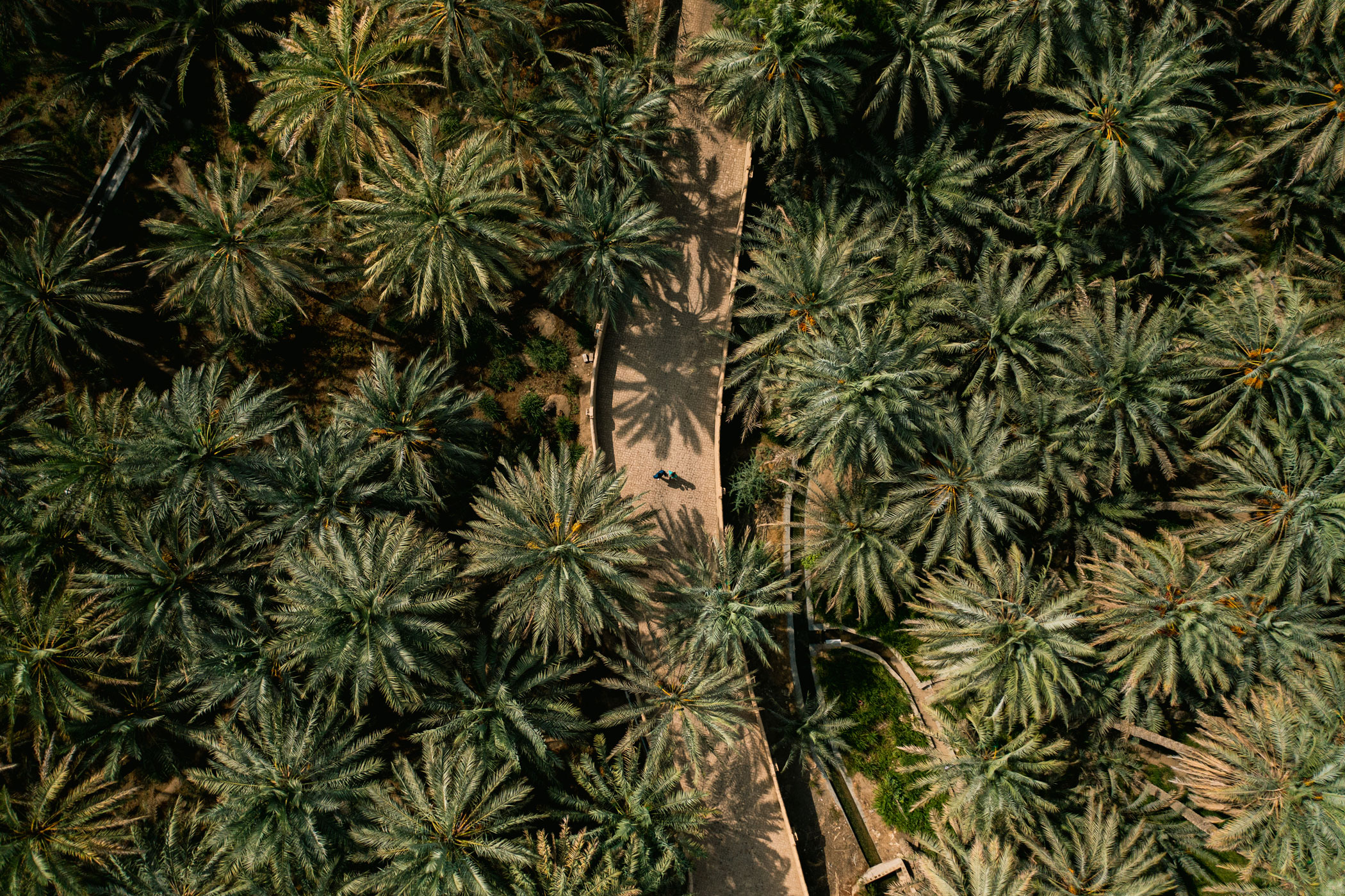 التجول في واحة العين