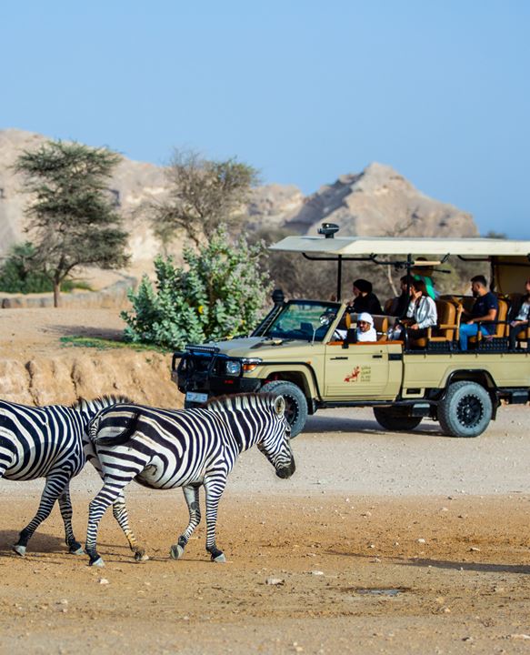 Level up your experience with a safari tour